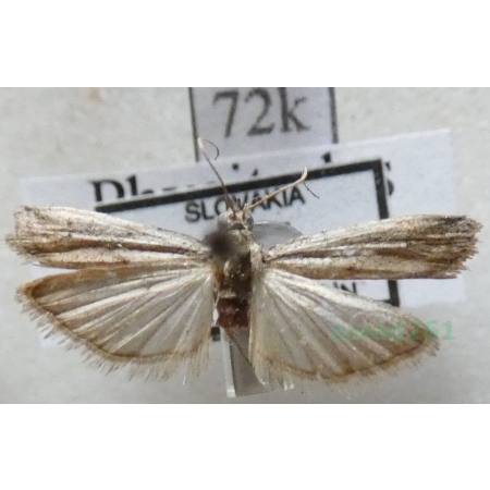 Phycitodes binaevella (Hübner, 1813) Slovakia72k